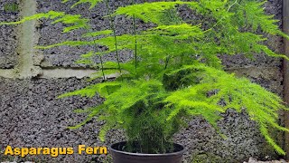 Asparagus setaceus or asparagus fern propagation  Super easy method to grow asparagus fern [upl. by Connel]