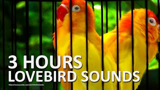 Lovebird Chirping Sounds 3 Hours  A Pair of Lutino [upl. by Suitangi]