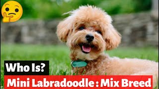 Mini Labradoodle  The Miniature or Toy Poodle Labrador Retriever Mix [upl. by Cohn671]