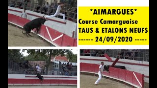 AIMARGUESTAUSETALONS NEUFSCourse Camarguaise24092020 [upl. by Aknayirp]