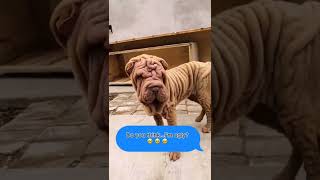 pet Wrinkly Dog shorts petsandwild dog puppy puppylove doggy puppydog puppysound [upl. by Adnimra]