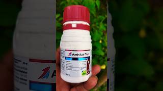 Amistar top syngenta  Amistar top fungicide  short shorts trending viral [upl. by Arerrac]