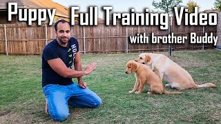 Golden Retriever Puppy Performing Training Commands  Full Training Video ouramericandream1183 [upl. by Aiykan523]