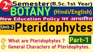 2nd Semester PteridophytesGeneral Characteristics of PteridophytesPteridophytes General Characters [upl. by Kerat]