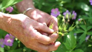 Geranium maculatum Wild Geranium [upl. by Marguerie]