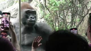 A Bronx Zoo Silverback Gorilla examining spectators closely [upl. by Baggett]