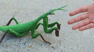 GIGANTIC PRAYING MANTIS [upl. by Benoite]