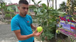 Variedades de manzana tropical que puedes sembrar en maceta o tiestos Parte  1 [upl. by Yesmar]