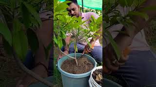 chikku Fruits 🍇 fruit farming gardening garden shortpants shorts viralvideo nature farmer [upl. by Asiilanna261]