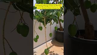 Growing Mango Trees in Pots🥭 Part3  Pot Size to Grow Mango Trees terracegarden fruit shorts [upl. by Mundford]