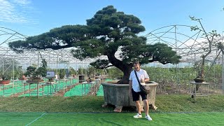 A visit to Baowen Bonsai Garden [upl. by Vladimar520]