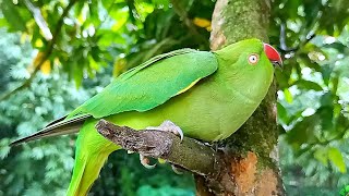 Female Parrot Mating Behaviour  Parrot Mating Sounds [upl. by Ikik]