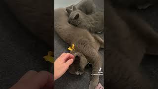 Terapie cu pisici catstherapy constiinta love britishshorthairlitter [upl. by Pussej492]