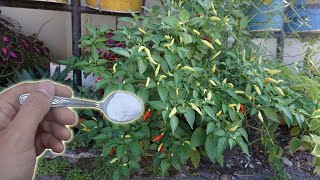 How To Make Baking Soda Pesticide and Fungicide Spray  Gardening Tips [upl. by Alon]