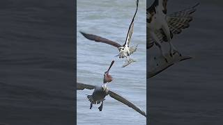 eagle attackbirds animalsnature beautifulbirds interesting grow unique eagle [upl. by Hamon]