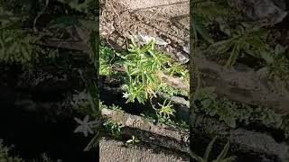 Bunga KITOLOD Hippobroma Longiflora TanamanObat Rumput Herbal Trending Top Indonesia Viral [upl. by Vasta]