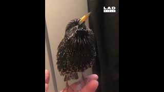 European starlings are so good at mimicry they can even do human speech 🐦😮 [upl. by Liag765]