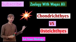 Difference between chondrichthyes and Osteichthes  Cartilaginous fish vs bony fish [upl. by Nerhtak]