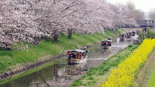 4K Ultra HD  近江八幡 春の「水郷めぐり・八幡掘めぐり」OmiHachiman River Cruising in Spring Shot on RED EPIC [upl. by Michelina]