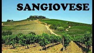 Uvas Sangiovese [upl. by Linette]