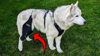 Dog Knee Brace Review Comfort Stability and Healing [upl. by Htilil]