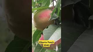 Elberta Peach ready to harvest 2024 [upl. by Naawaj]