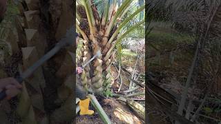 pruning malaysia palmoil palmtree viralshort ytshorts viralvideo shorts [upl. by Aisha]