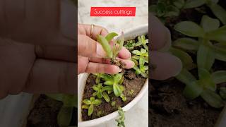 Crassula aquatic plant grow with cuttingsucculent plants youtubeshorts shorts [upl. by Adnorahc]