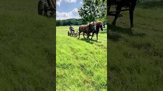 ☀️🌾Cutting hay and raking it into windrows visithomesteadwaco homesteadheritage [upl. by Thorr]