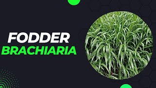 Brachiaria as a fodder for livestock [upl. by Bikales]