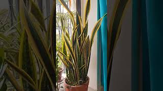 mother in laws tongue aka Snake plant diy snake plant greenaryindoor balcony garden [upl. by Nepets]