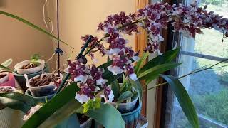 巧克力文心兰天香 Oncidium Heaven Scent Redolence [upl. by Ayardna]