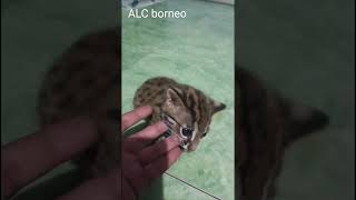 Kucing hutan Borneo jinak cat kitten catlover kucing leopard animals kucinglucu bengals [upl. by Anauq118]