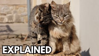 How do cats reproduce Explained [upl. by Yadrahc]