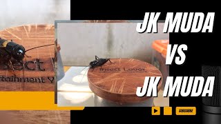 Jangkrik Muda VS MUDA II beautiful insect [upl. by Caleb]