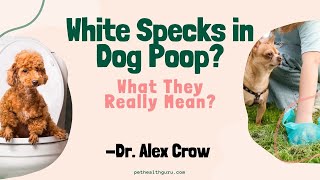 White Specks in Dog Poop A Sign of a Bigger Problem  Dr Alex Crow  Dog Worms  PetHealthGuru [upl. by Austen]