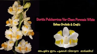 Doritis pulcherrima var Cham Porensis white [upl. by Alleynad]