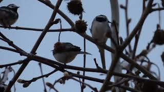 Pied Wagtail Motacilla alba 109 roost Teignmouth Devon 25 March 2023 [upl. by Yeo]