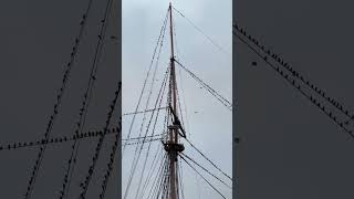 murmuration hmswarrior portsmouth [upl. by Noelopan]