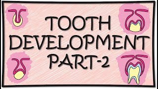 Tooth Development Odontogenesis Part2 [upl. by Zinah]