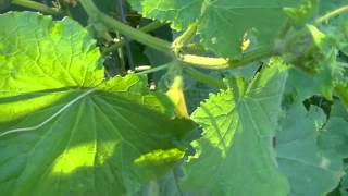 When to Harvest Cucumbers [upl. by Papp]