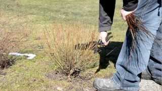 Salix purpurea pruning [upl. by Eiser]