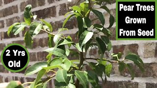 How To Grow Pear Trees From Seed  24 Months Old1 [upl. by Azeria694]