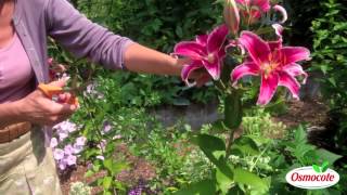 How To Prune Lilies [upl. by Sundberg]