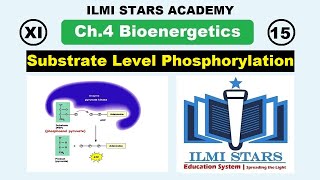 substrate level phosphorylation class 11 biology bioenergetics energy budget [upl. by Maye]