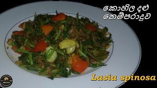 කොහිල දළු තෙම්පරාදුව  Lasia Spinosa  kohila dalu recipe kohila dalu recipe sinhala kitchen food [upl. by Audry]