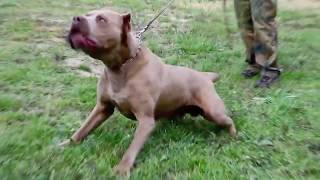 Andante Bandog male quotEgo Andantequot bred by Andante Bandog Kennels  Slovakia🇸🇰 andantebandog [upl. by Nuncia616]