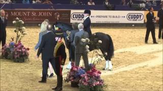 HOYS 2013 Mountain and Moorland Ridden Championship and Supreme Pony of the Year [upl. by Eidnarb]