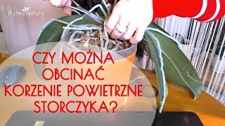 Czy można obcinać korzenie powietrzne storczyka [upl. by Drofdarb]