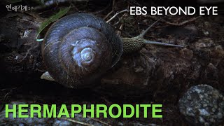 The Reproduction Process of Hermaphrodite Snail  EBS Nature Documentary [upl. by Lindbom]